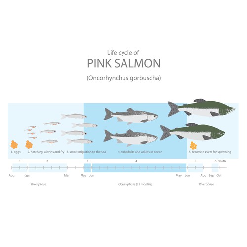 Pink salmon life cycle Design by VenetaTsenova