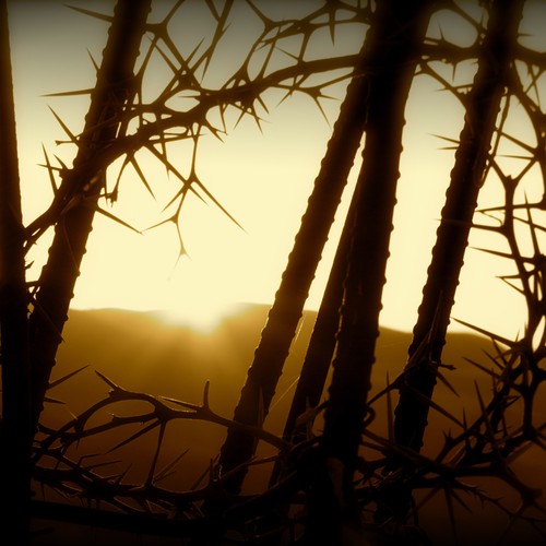 コンペ「Design Rick Warren's New Book Cover」のデザイン by markcalleryさん 