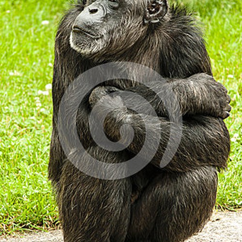 chimp_exampe.jpg