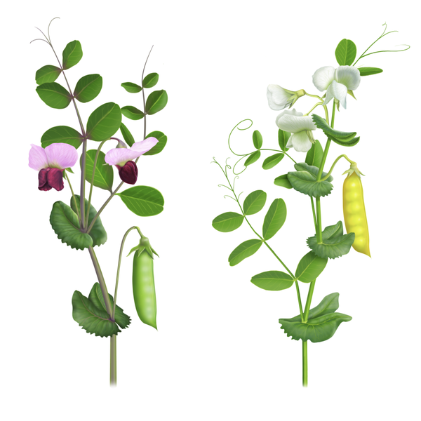 Design by tatigandlin titled "Botanical illustration"