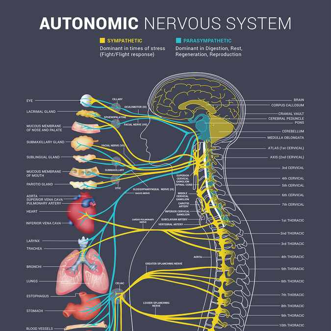 Bring our autonomic nervous system to life! | Concours: Affiche