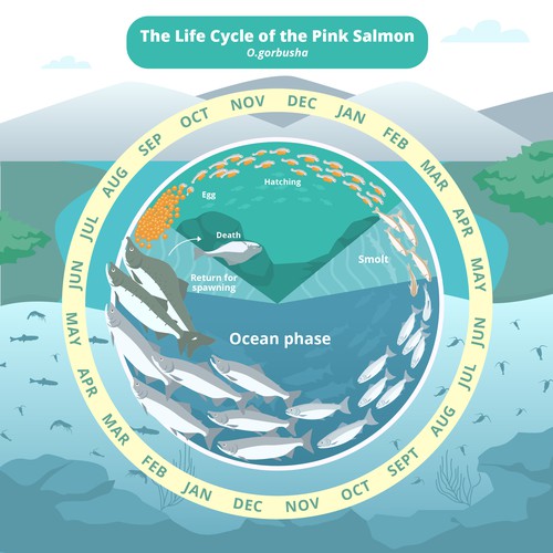 Pink salmon life cycle Design by noelsahelangi