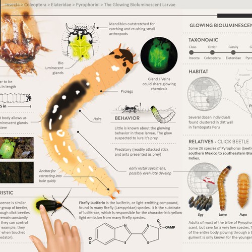 Predatory Glow Worm Infographic | Infographic contest