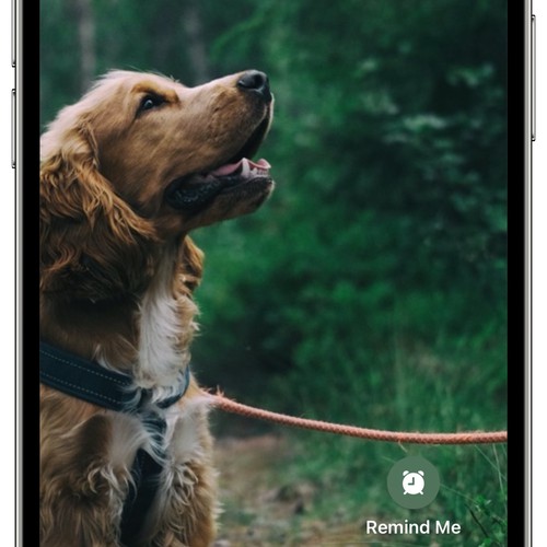 Walk the dog iPhone 12 Pro demo.jpg