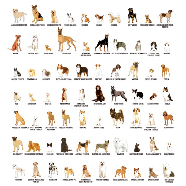 100 of the most popular dog breeds