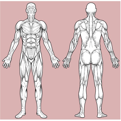 Conceptual Hand Writing Showing Body Sculpting. Business Photo Text  Activity of Increasing the Body S is Visible Muscle Stock Illustration -  Illustration of body, care: 183350980