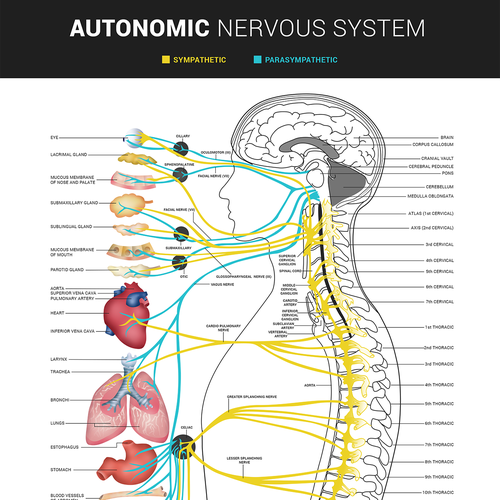 Bring our autonomic nervous system to life! | Poster contest