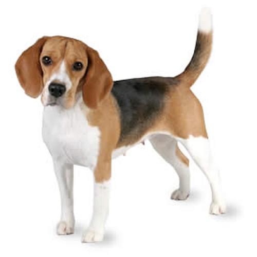 file_23012_beagle.jpg