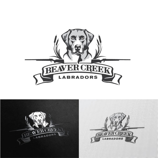 Beaver Creek - Labradors Breed