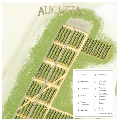 Artist interpretation of a Vineyard map Design by Andres M.