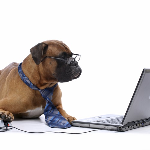 iStock_dog_standard_license.jpg