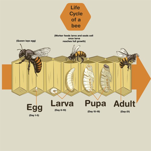 Designs | Playful & organic illustrations for a beginner handbook on ...