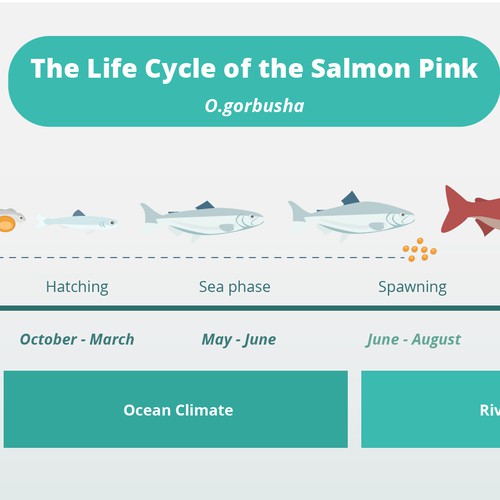 Pink salmon life cycle Design by noelsahelangi