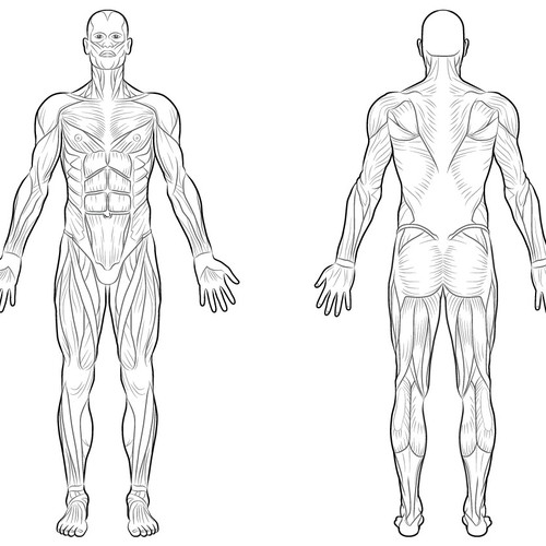 Full Body Muscle Diagram For Professional Massage Charting Illustration Or Graphics Contest