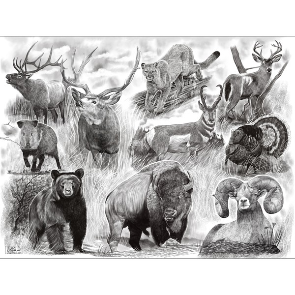 10 Arizona animals drawing