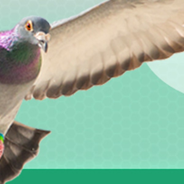 Banner-design for PigeonPhotography