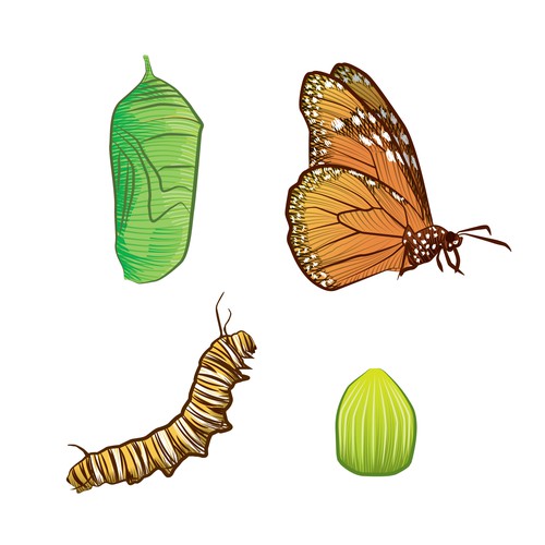 Design butterfly metamorphosis illustrations in a whimsical, sketch-like style for teens Réalisé par Kiwari