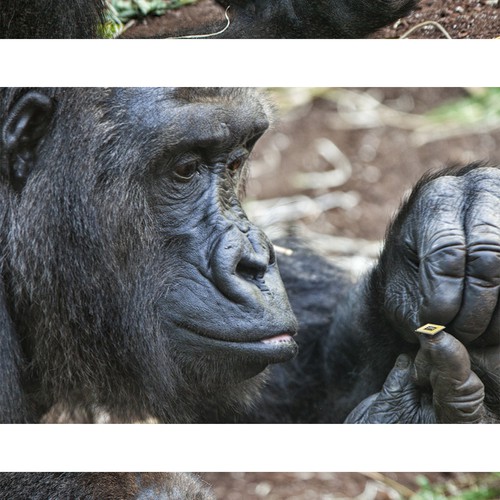 Banner ad contest entry by karundesigns