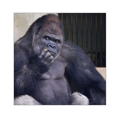 Banner ad contest entry by designerniraj