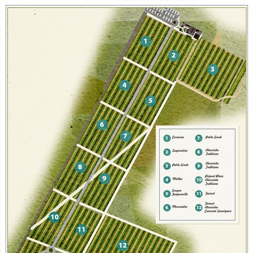Artist interpretation of a Vineyard map Design by Andres M.