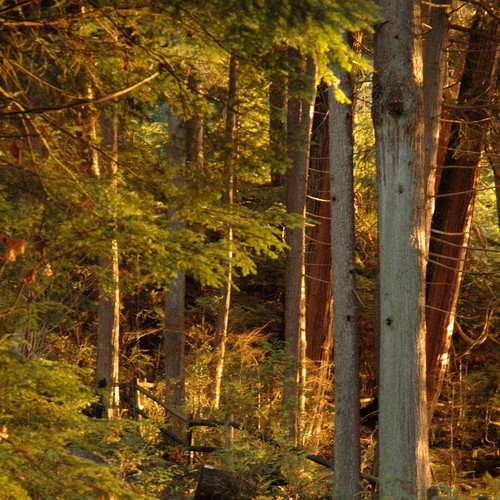 Design Rick Warren's New Book Cover Design by joeyp