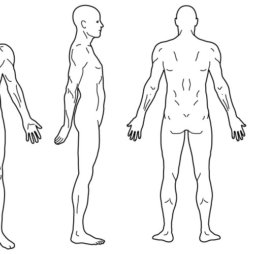 Body Diagram for Professional Massage Chart: front, back ...