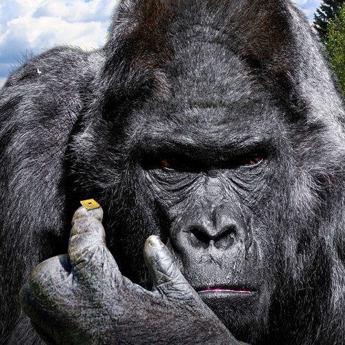 "Gorilla and microchip" winning Banner ad by I am a sinner