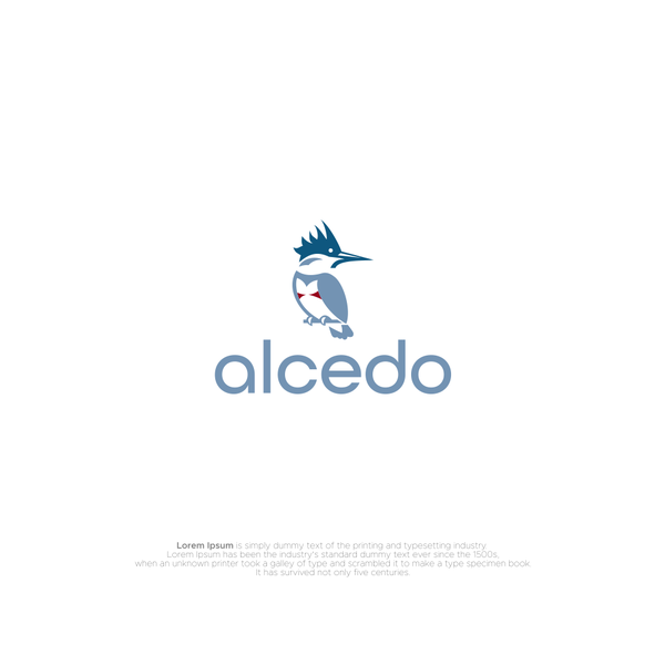 belted kingfisher bird