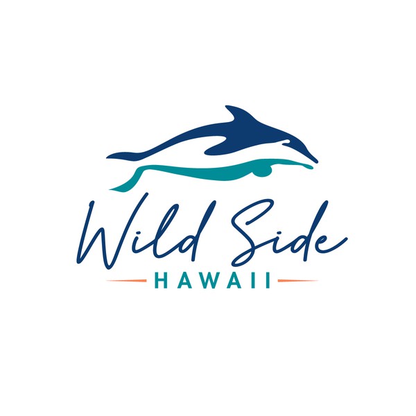 boat tours - swimming with wild dolphins