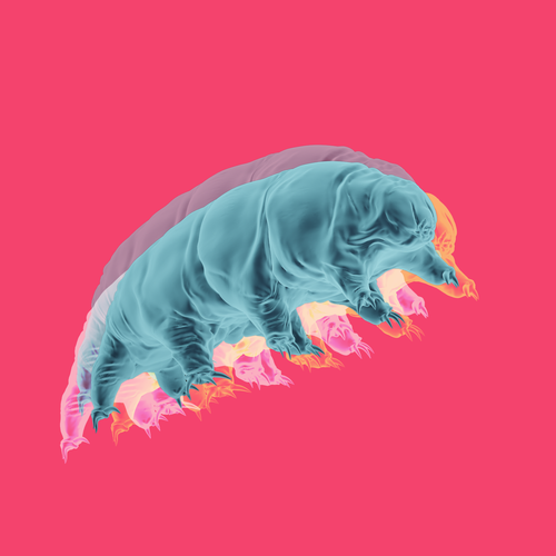 Draw beautiful, natural tardigrades Diseño de clayStick