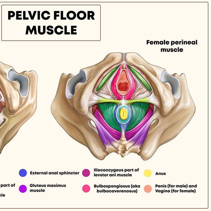 Looking For Drawings Of The Pelvic Floor Muscles That Are Simple