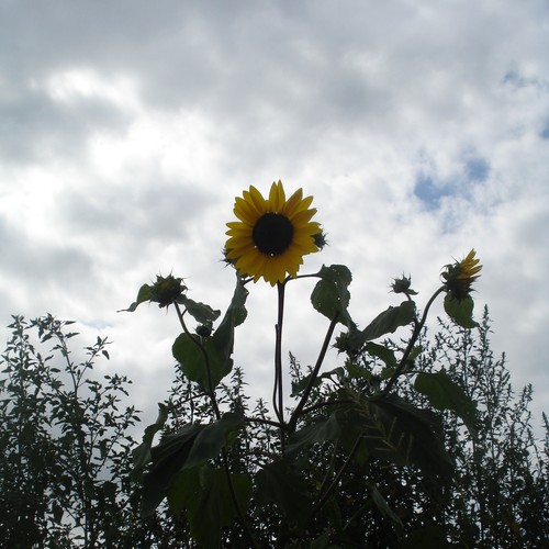 Design Rick Warren's New Book Cover Design by kdosh11