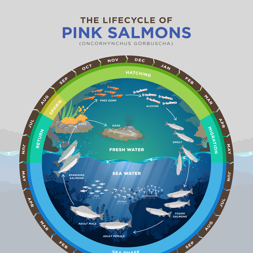 Pink salmon life cycle Design by Badrun