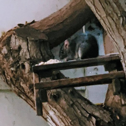 AnotherRat.PNG