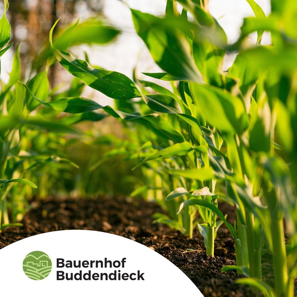 Design by proPp titled "Logo - Bauernhof Buddendieck"