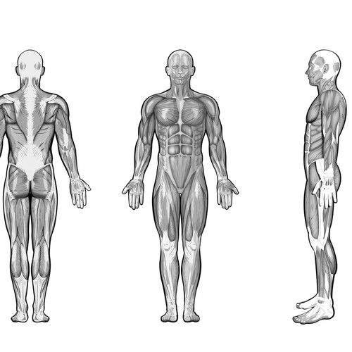 human body muscle chart