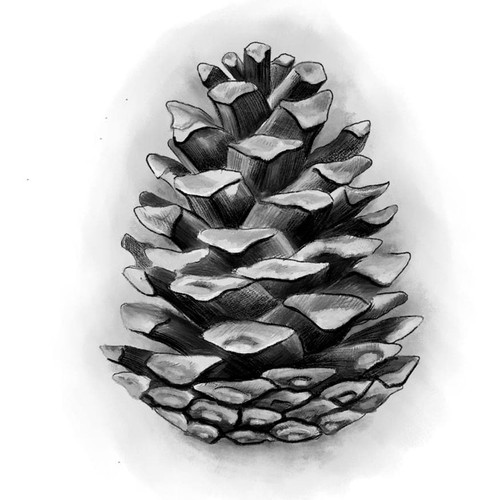 Pine Cone Tattoo Design Design by DesignBogdan