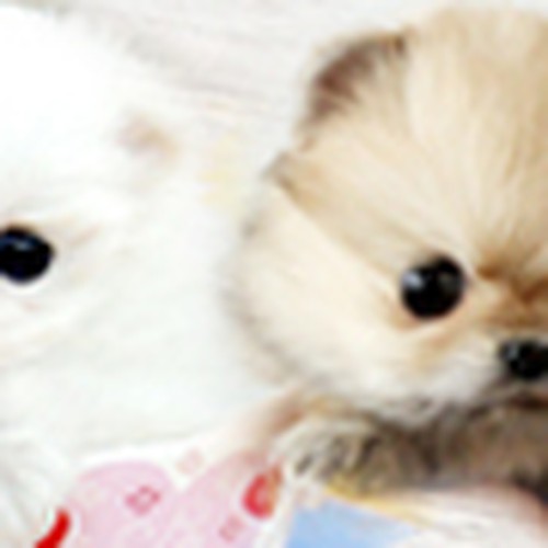 New banner ad wanted for loveupuppy.com Ontwerp door tale026