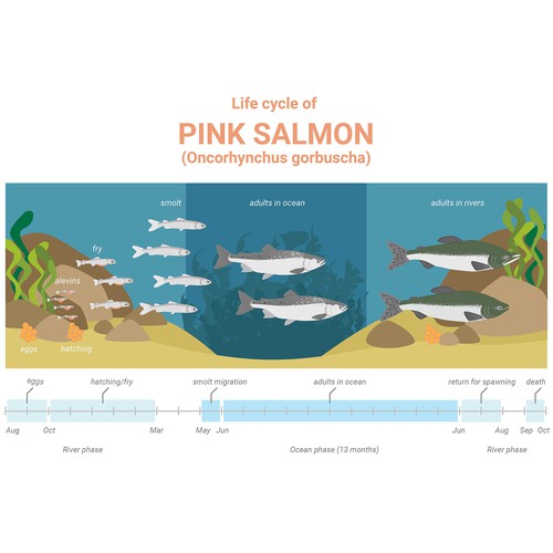 Pink salmon life cycle Design by VenetaTsenova