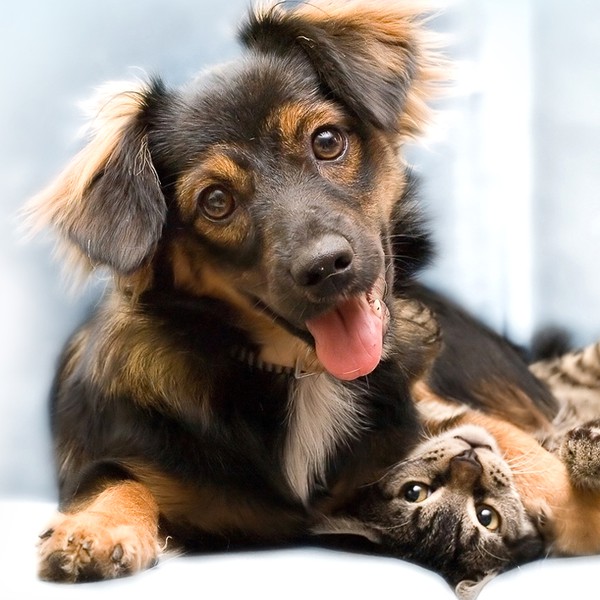 Holding Page To Help Save Millions of Animals