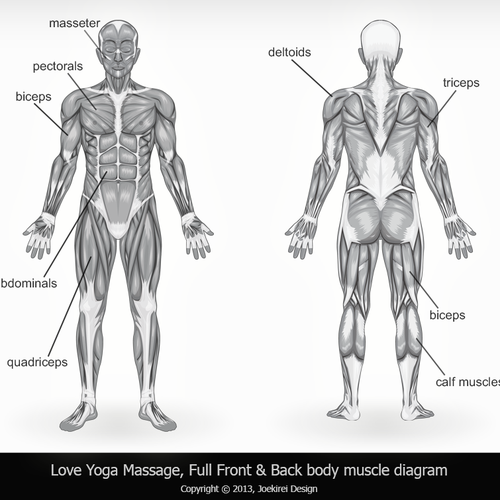 Full Body Muscle Diagram for professional massage charting ...