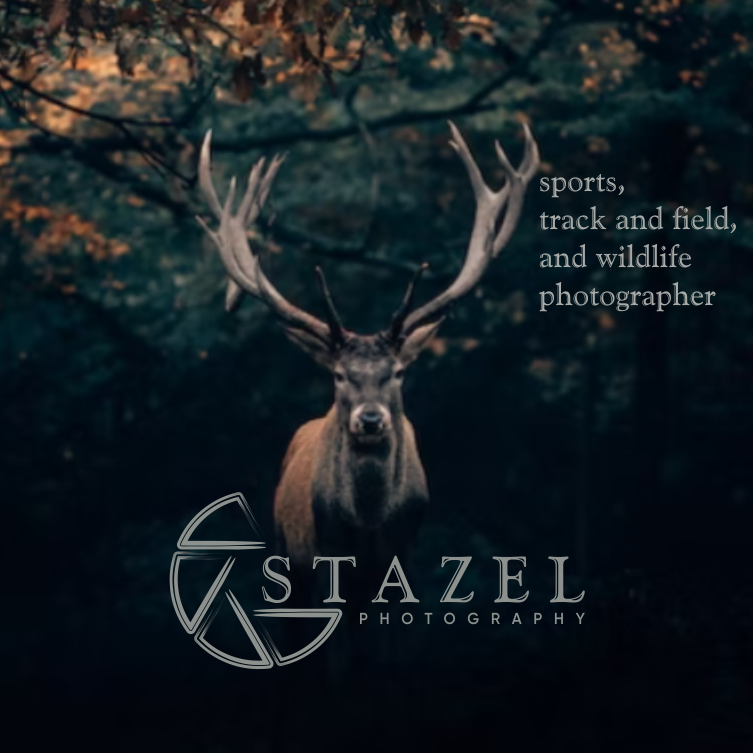 Stag Logos - Free Stag Logo Ideas, Design & Templates