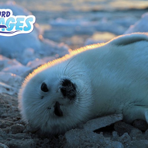  contest entry by nDmB