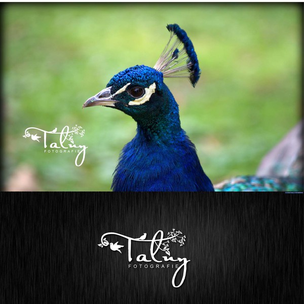 Design by keywien titled "TALNI PHOTOGRAPHY"