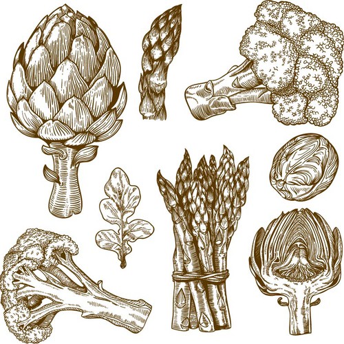 green-veggie-illustration [Converted].jpg