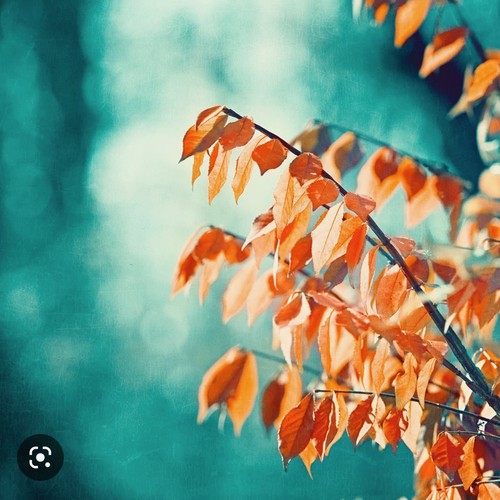 teal and orange - Google Search 3.jpeg