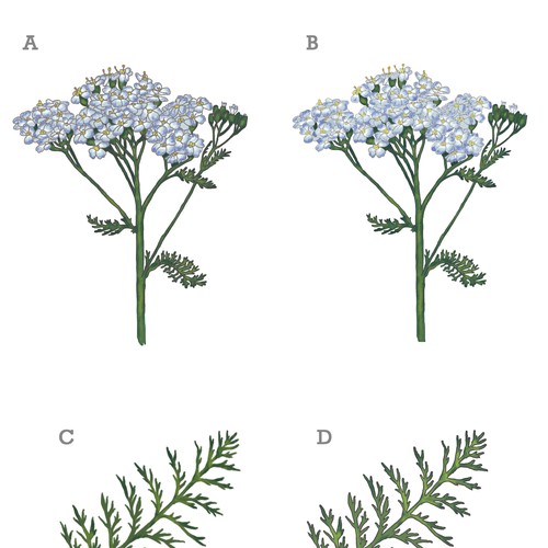 Gin Bottle & packaging design + merchandising Design by virunga