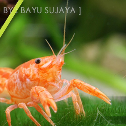 Facebook cover contest entry by artzsone