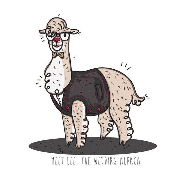 Meet Lee, the wedding alpaca