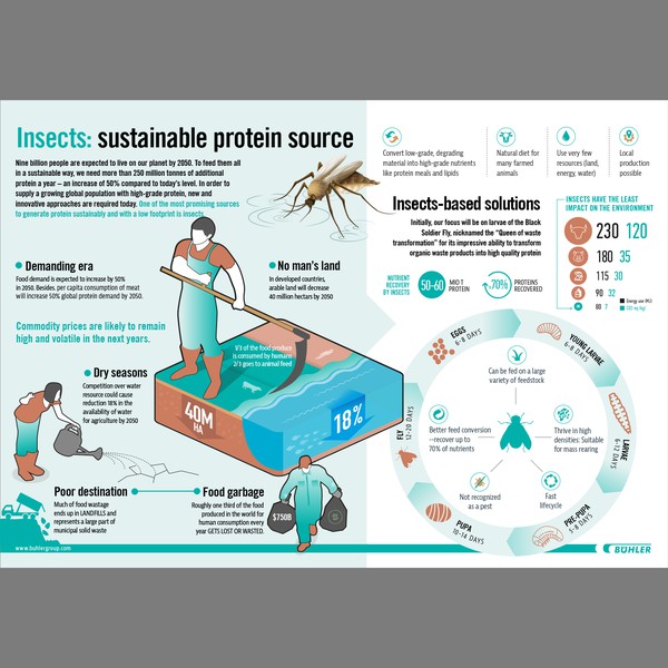 Insects infographic